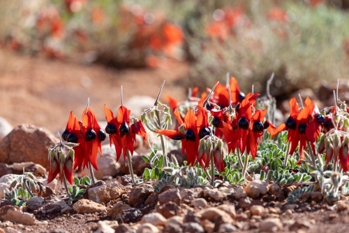 Sturt's desert pea flowering among small rocks - Australian Stock Image