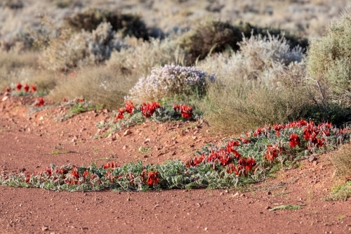 Sturt's desert pea flowering at edge of a red dirt road - Australian Stock Image