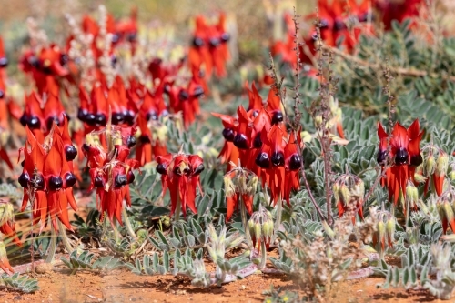 Sturt's desert pea flowering in the wild - Australian Stock Image