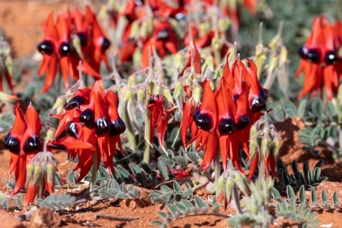 Sturt's desert pea flowering in the wild - Australian Stock Image