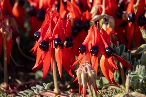 Sturt's desert pea flowers - Australian Stock Image