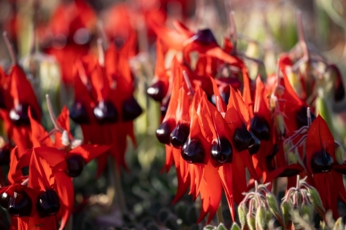 Sturt's desert pea in flower - Australian Stock Image