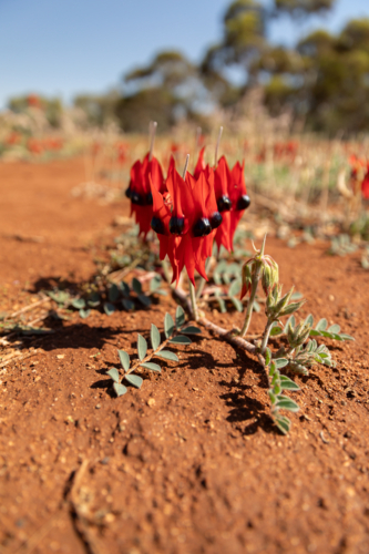 Sturt's Desert Pea plant against red earth - Australian Stock Image