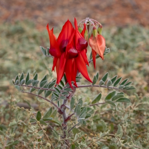 Sturt's Desert Pea (Swainsona formosa) - plant of red flowers growing in natural setting - Australian Stock Image