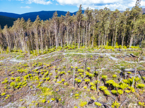 STYX VALLEY, AUSTRALIA - FEBRUARY 20: Forestry Tasmania continues logging of Southwest National Park - Australian Stock Image