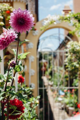 Suburban Flower Garden - Australian Stock Image