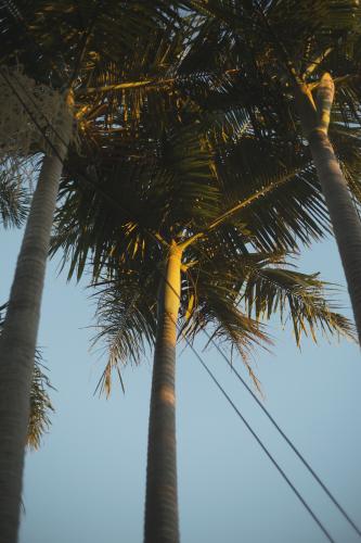 Suburban Palm Trees - Australian Stock Image