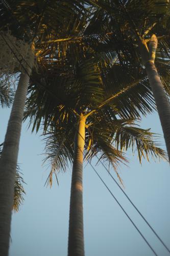 Suburban Palm Trees