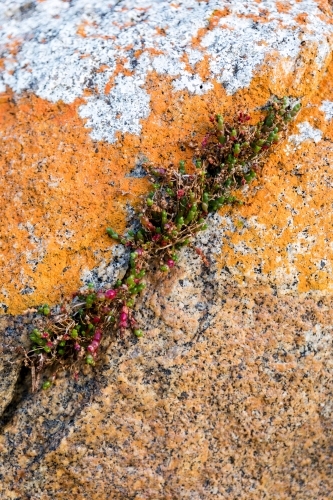 succulent growing from crack in lichen covered rock - Australian Stock Image