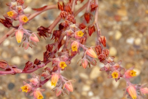 succulent in flower over concrete driveway - Australian Stock Image