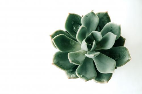 Succulent isolated on white background - Australian Stock Image