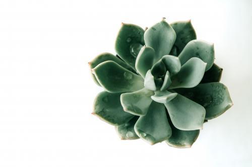 Succulent isolated on white background