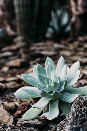 succulent plant - Australian Stock Image