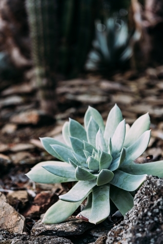 succulent plant