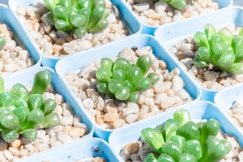 Succulent plant in natural sun light on blurred background - Australian Stock Image