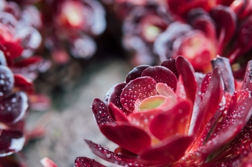 Succulent plant in natural sun light on blurred background - Australian Stock Image
