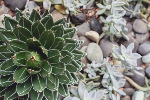Succulent plant with rock garden background - Australian Stock Image