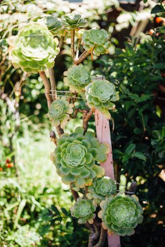 Succulents - Australian Stock Image