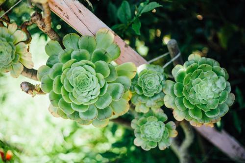 Succulents - Australian Stock Image
