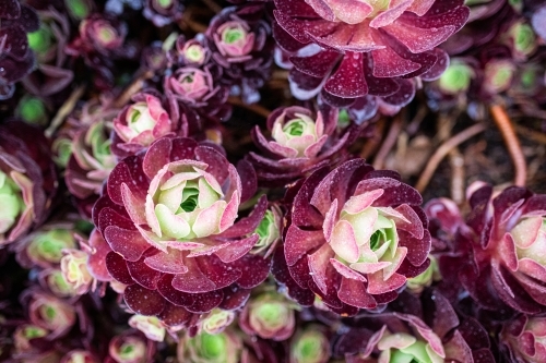Succulents - Australian Stock Image