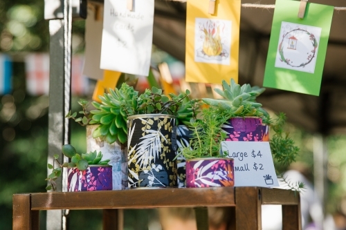Succulents in a colorful pot on a wooden table with prices - Australian Stock Image