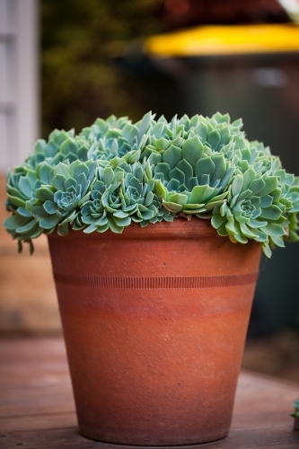 Succulents in a terracotta pot with a garbage bin in the background