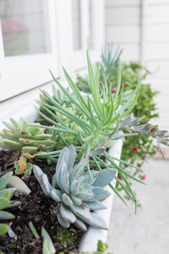 succulents in a window planter box - Australian Stock Image