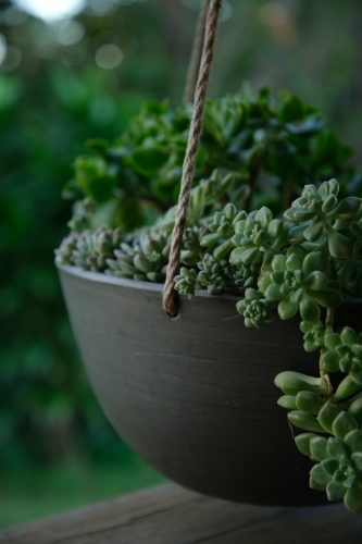 Succulents in outdoor pot - Australian Stock Image