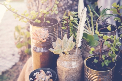 Succulents in rustic tins, Eco and reuse concept - Australian Stock Image