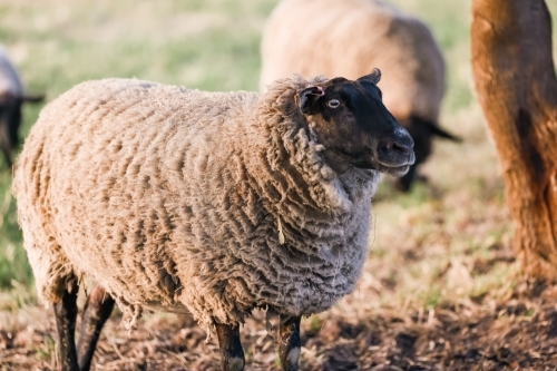 Suffolk sheep in farm paddock - Australian Stock Image