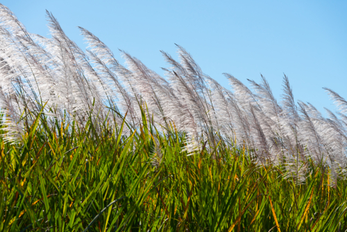 Sugar Cane near Mackay, Queensland, Australia - Australian Stock Image