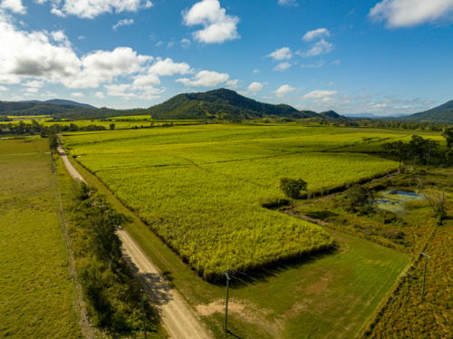 Sugarcane field - Australian Stock Image