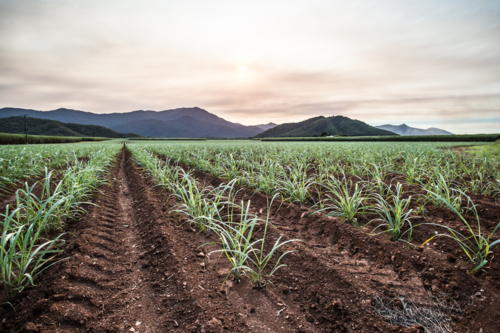 Sugarcane fields near the Daintree in rural Queensland, Australia - Australian Stock Image