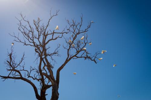 Sulfur crested cockatoos leave the roost