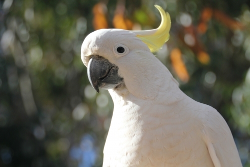 Sulphur-crested cockatoo - Australian Stock Image
