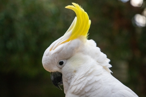 Sulphur crested cockatoo - Australian Stock Image