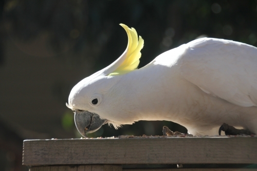 Sulphur-crested cockatoo eating bird seed