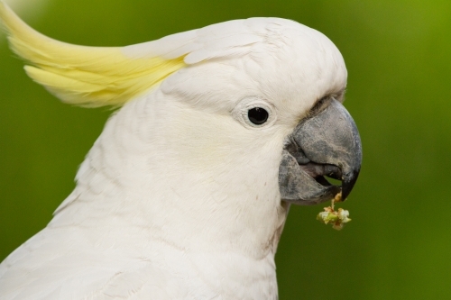 Sulphur Crested Cockatoo Feeding - Australian Stock Image