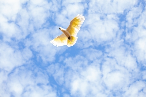 Sulphur crested cockatoo in flight - Australian Stock Image