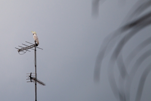Sulphur-crested cockatoo on antenna - Australian Stock Image