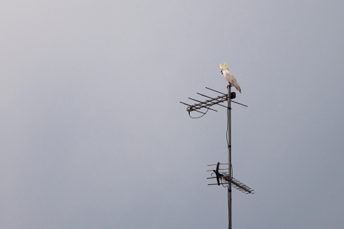Sulphur-crested cockatoo on antenna - Australian Stock Image
