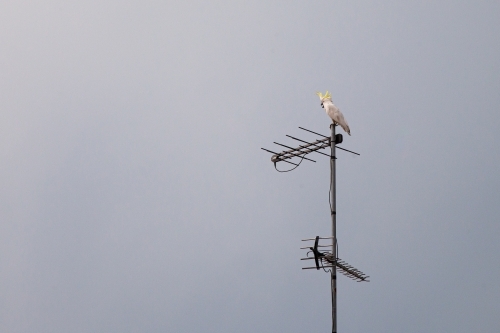 Sulphur-crested cockatoo on antenna