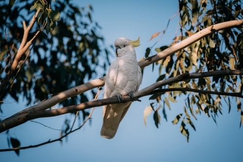 Sulphur-crested Cockatoo perched in a tree - Australian Stock Image