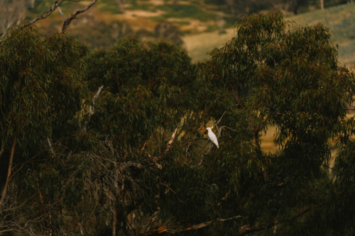 Sulphur crested cockatoo perched on a tree - Australian Stock Image