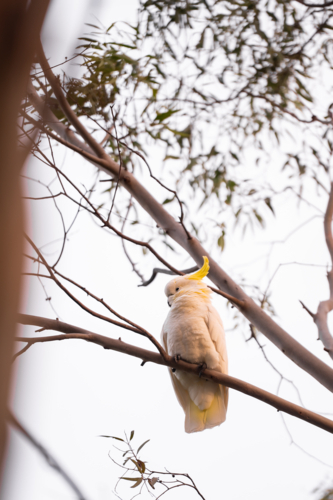 Sulphur crested cockatoo perched on eucalyptus branch against soft sky - Australian Stock Image