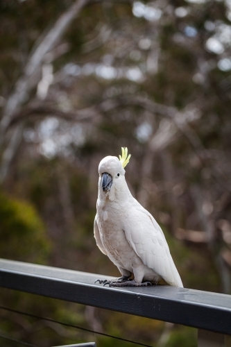 sulphur crested cockatoo sitting on balcony railing in bushland