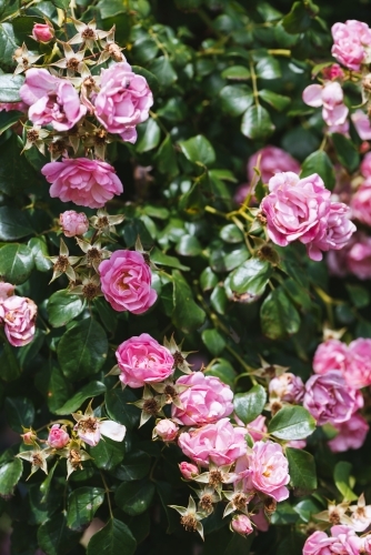 Summer blooming pink roses background - Australian Stock Image