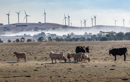 Summer burn off with sheep flock and wind farm - Australian Stock Image