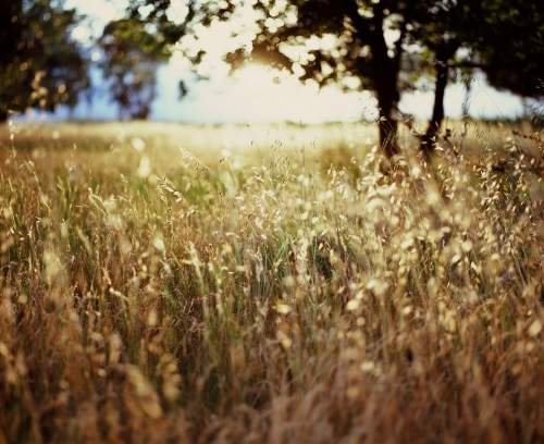 Summer field of grass - Australian Stock Image