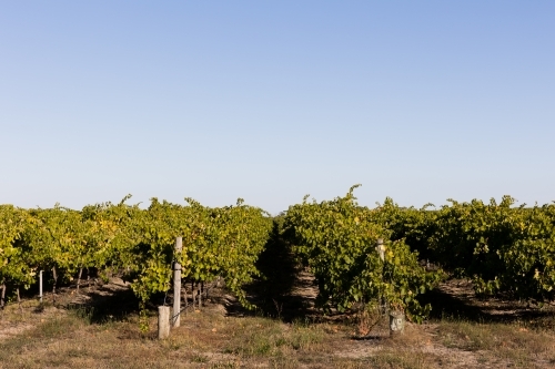 Summer views down the vineyard - Australian Stock Image